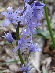 Hyacinthoides paivae