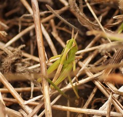 Chortoicetes terminifera