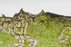 Stigmella ogygia