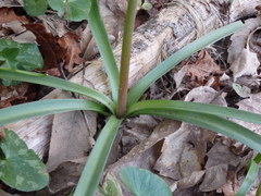 Hyacinthoides paivae