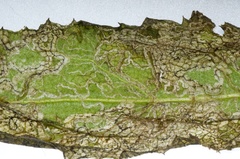Stigmella ogygia