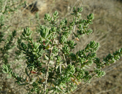 Suaeda palaestina