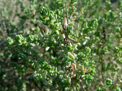 Suaeda palaestina