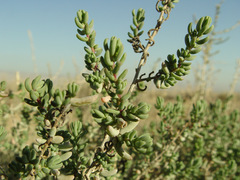 Suaeda palaestina