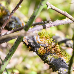 Thaumetopoea pityocampa