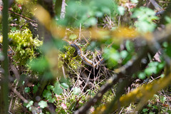 Thaumetopoea pityocampa