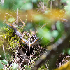 Thaumetopoea pityocampa