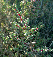 Suaeda palaestina