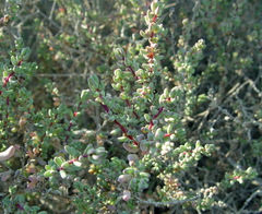 Suaeda palaestina