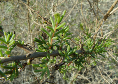 Suaeda fruticosa