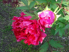 Paeonia suffruticosa