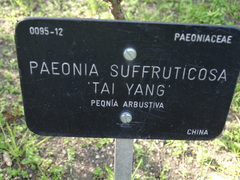 Paeonia suffruticosa