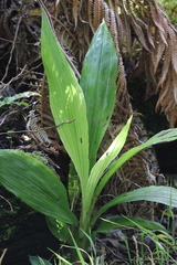 Collabieae