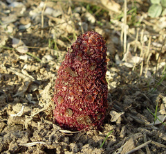 Cynomorium coccineum