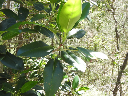 Moreton Bay fig (Ficus macrophylla)