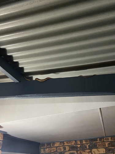 Brown Tree Snake sighting