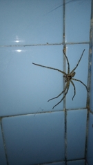 Heteropoda venatoria