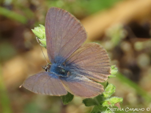 Lang's Short-tailed Blue