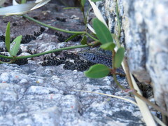 Australolacerta australis