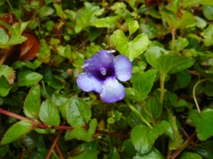 Torenia concolor