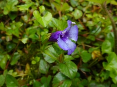 Torenia concolor