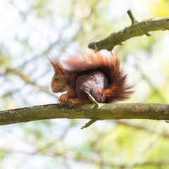 Sciurus vulgaris