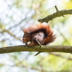 Sciurus vulgaris
