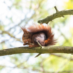 Sciurus vulgaris
