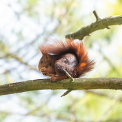 Sciurus vulgaris