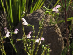 Salvia granitica