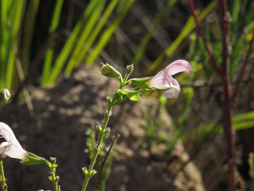 Image of Salvia granitica by (c) Jeremy Gilmore, some rights reserved (CC BY)