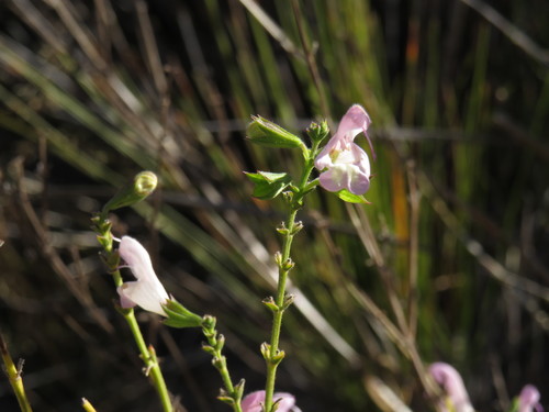 Image of Salvia granitica by (c) Jeremy Gilmore, some rights reserved (CC BY)