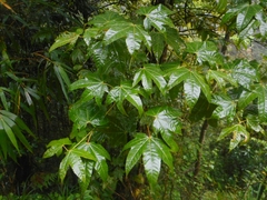 Acer campbellii