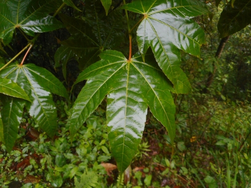 Image of Acer campbellii by (c) Eugene Popov, some rights reserved (CC BY)