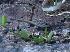 Australolacerta australis