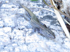 Australolacerta australis