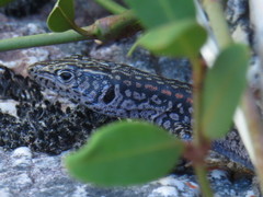 Australolacerta australis