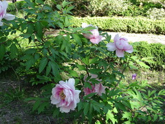 Paeonia suffruticosa