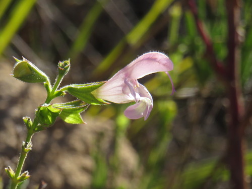 Image of Salvia granitica by (c) Jeremy Gilmore, some rights reserved (CC BY)