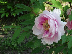 Paeonia suffruticosa