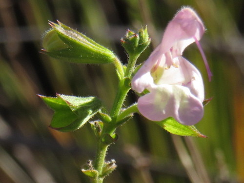 Image of Salvia granitica by (c) Jeremy Gilmore, some rights reserved (CC BY)