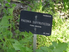 Paeonia suffruticosa