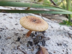 Pholiota