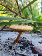 Pholiota