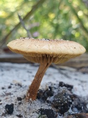 Pholiota