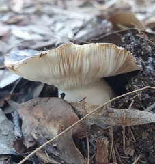 Russula lenkunya