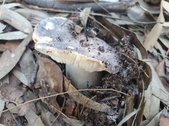 Russula lenkunya