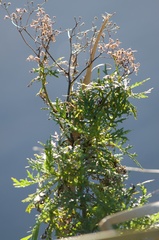 Senecio bipinnatisectus