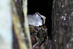 Melomys cervinipes