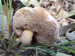 Australopilus palumanus